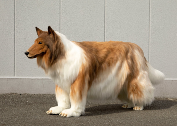 Japanese man is tired of being human and spends 2 million to turn himself into a dog