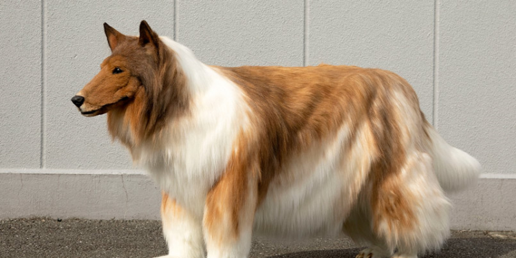 Japanese man is tired of being human and spends 2 million to turn himself into a dog