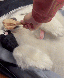 Have you lied to a dog like that? Excessive!