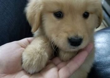 The Golden Retriever goes out to play, it doesn’t want to go home, it’s fighting against its owner all the way