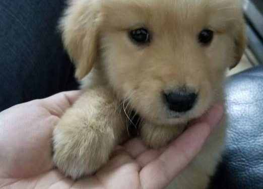 The Golden Retriever goes out to play, it doesn’t want to go home, it’s fighting against its owner all the way