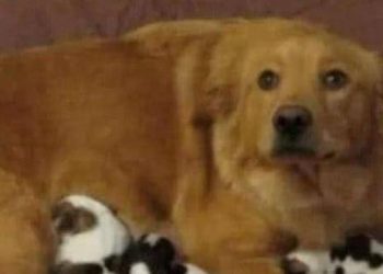 The golden retriever gave birth to another litter during pregnancy. After the owner got the information, he was not happy~