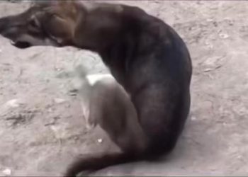 Dog pissed off by his own hind legs
