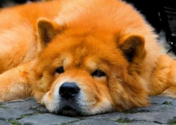 Where do elderly dogs start to lose teeth?