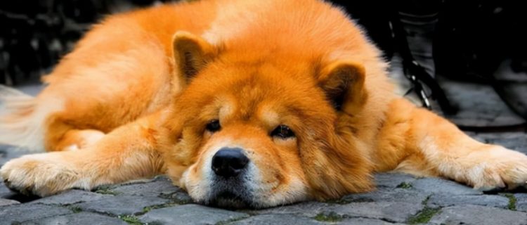 Where do elderly dogs start to lose teeth?