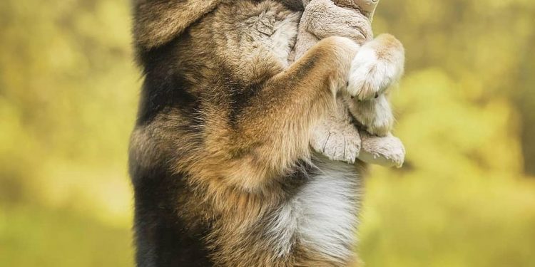 What should I do if my dog is broken?