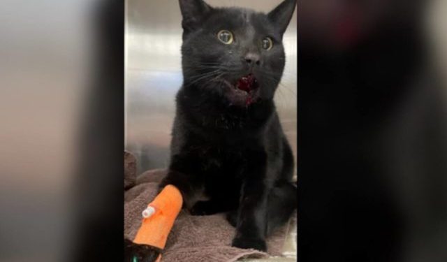 Tether saves Okanagan cat’s life in coyote attack