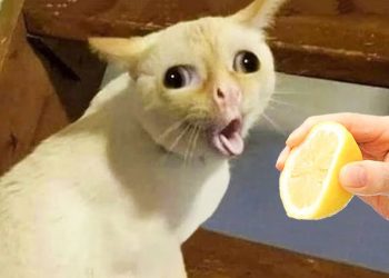 Top funny videos Sweet moments with pets and you