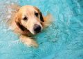 Golden Retriever’s Elated Reaction to His New Pool Is Simply Irresistible