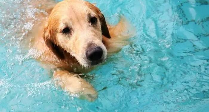Golden Retriever’s Elated Reaction to His New Pool Is Simply Irresistible