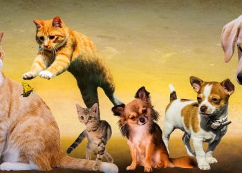 10 of the world’s smallest animals that turned out to be the size of a coin