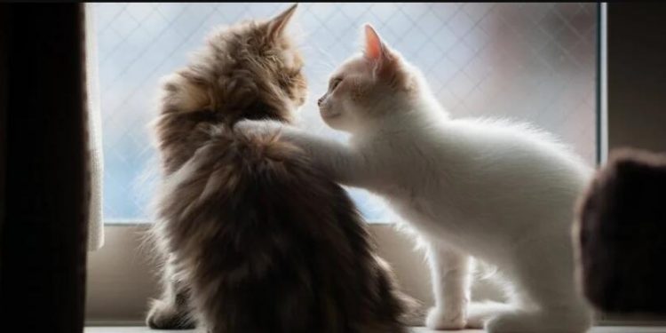 Cats Remember Each Other’s Names, Japanese Study Suggests