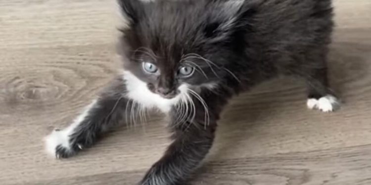 These 20 pet videos are amazing