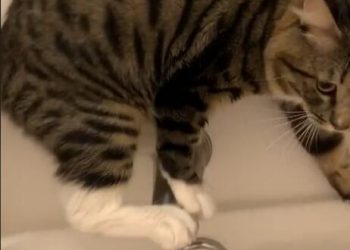 15 Funny Cat TikToks That Show Cats Being Agents Of Chaos