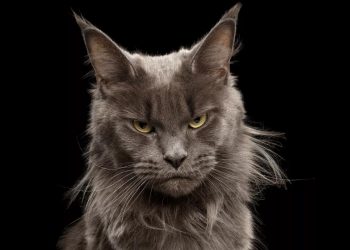 Cat’s Grumpy Reaction to Owner Dancing Amuses Internet: ‘Not Having It’