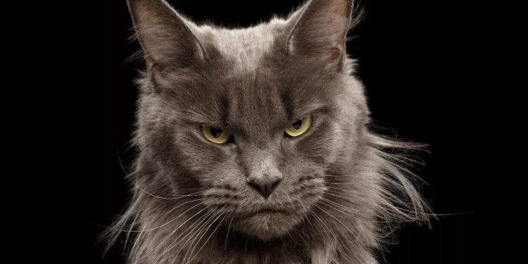 Cat’s Grumpy Reaction to Owner Dancing Amuses Internet: ‘Not Having It’