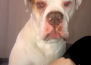 TOP 20 funny pet videos in June