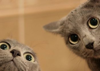 What do humans do when there is conflict between animals?