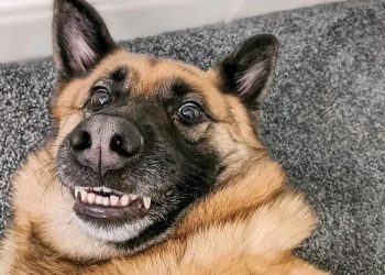 TIKTOK May Pet Funny Collection Video