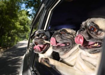 Dogs have a well-developed olfactory system and use their noses to “see” the world