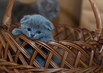 How old do kittens eat cat food? How old can a cat be to start eating cat food?