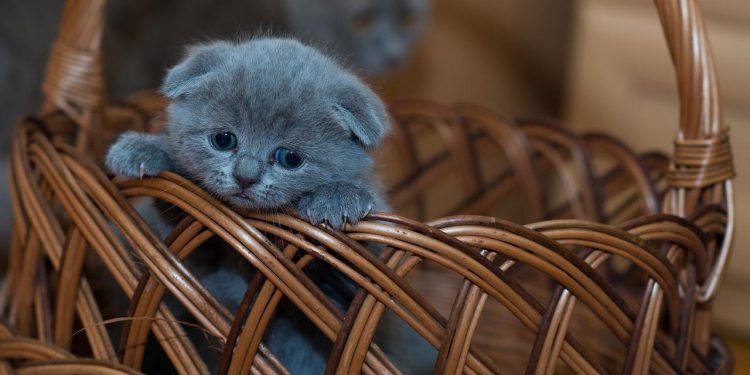 How old do kittens eat cat food? How old can a cat be to start eating cat food?