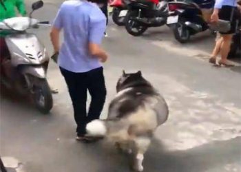 The woman took the husky for a walk on the street, and it became the focus in an instant. Netizens: LPG tank?