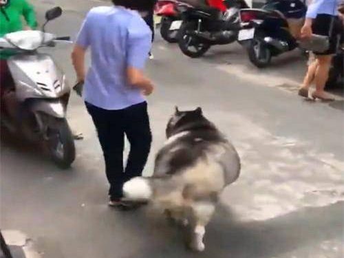 The woman took the husky for a walk on the street, and it became the focus in an instant. Netizens: LPG tank?