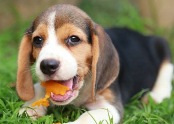 Can dogs eat fruit?