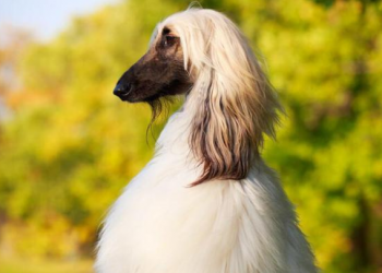Do Afghan Hounds bite? most objective explanation
