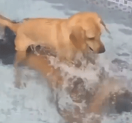 The odds of a dog “killing” its owner are small, but never zero…