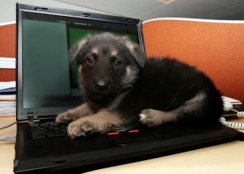Have you thought about bringing pets into the workplace? Here are the benefits of pets in the workplace