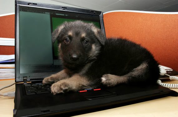 Have you thought about bringing pets into the workplace? Here are the benefits of pets in the workplace