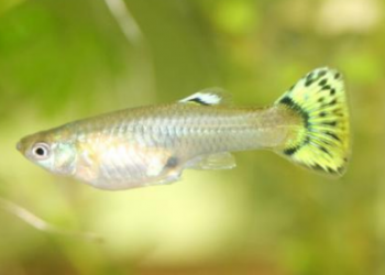 When do guppies breed? If you don’t know, come and find out!