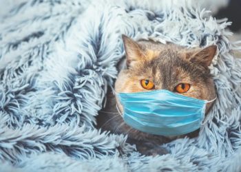 Can pets or other animals infect people with the new coronavirus?