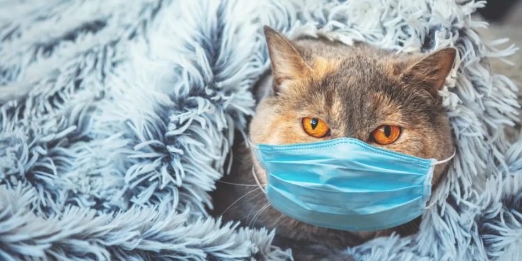 Can pets or other animals infect people with the new coronavirus?