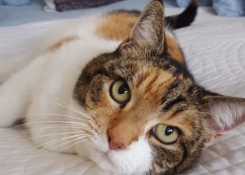 Owner celebrates birthday for 23-year-old cat