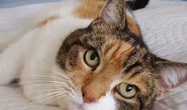 Owner celebrates birthday for 23-year-old cat