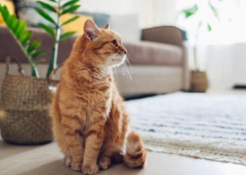 7 Pet-Friendly Ways to Go Green At Home with Your Fur Kids indoor