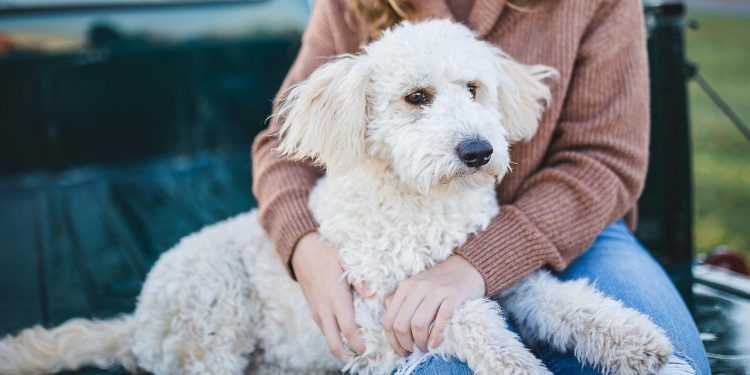 5 Top most suitable domestic pet dogs, do you have your baby?