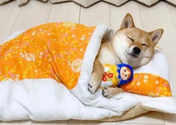 A dog’s “sleeping position” originally represented its personality