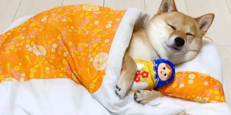 A dog’s “sleeping position” originally represented its personality