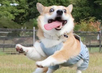 How long can a corgi live? What is the lifespan?