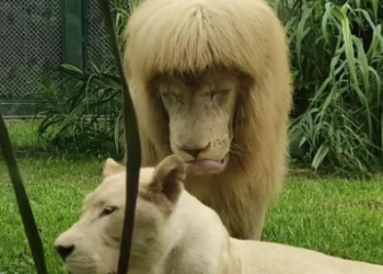 its own new hairstyle