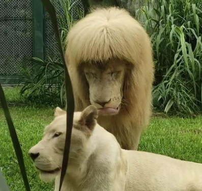 its own new hairstyle