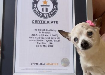 22-Year-Old Pebbles Crowned Oldest Living Dog, Unseating Pet Record Holder Named Weeks Before