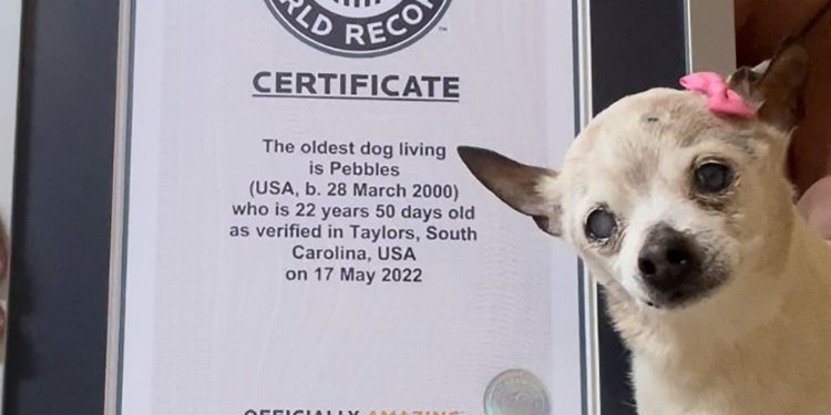 22-Year-Old Pebbles Crowned Oldest Living Dog, Unseating Pet Record Holder Named Weeks Before