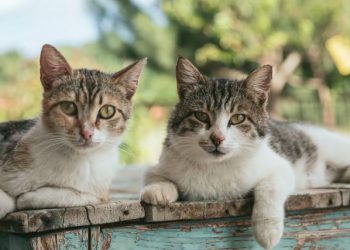 Cats Memorize Their Friends’ Names, Study Reveals