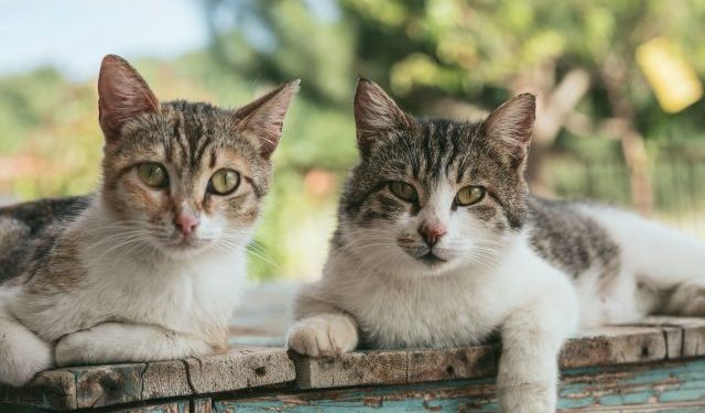 Cats Memorize Their Friends’ Names, Study Reveals