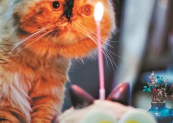 Pet Info: From Schooling to Cloning